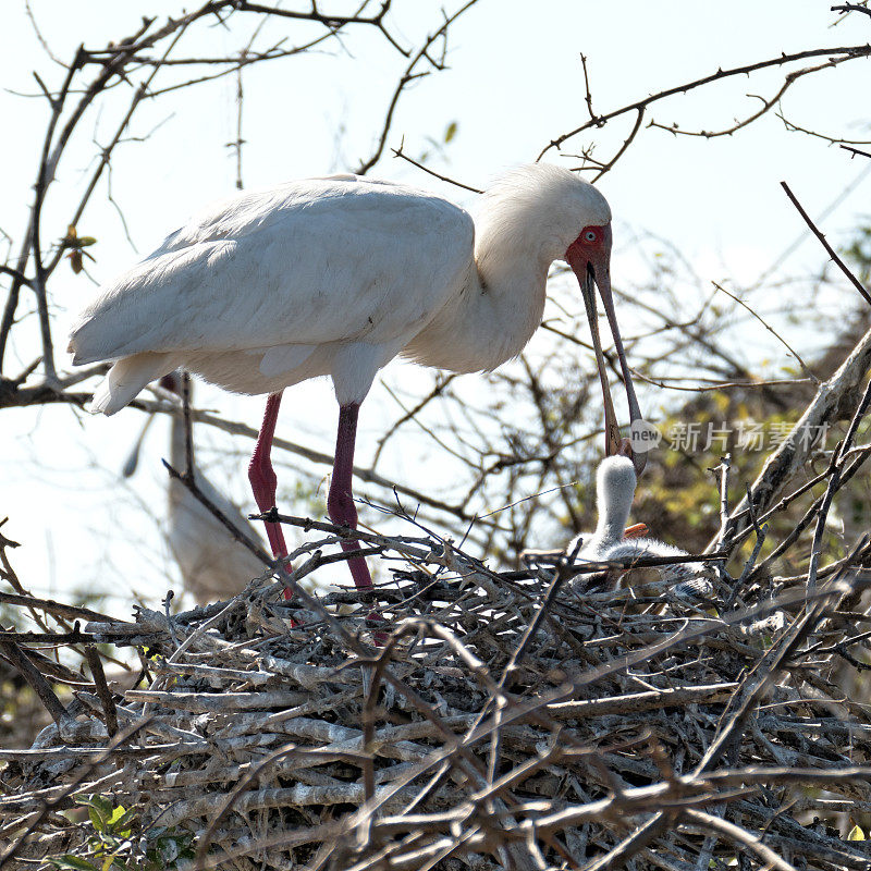 在坦桑尼亚的塞洛斯野生动物保护区，非洲琵鹭(白Platalea alba)正在喂养它们的幼崽